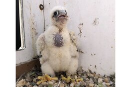 Slechtvalken uit de kast