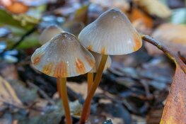 Paddenstoelendag op Buitenplaats Elswout