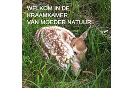 Extra maatregelen in Amsterdamse Waterleidingduinen tijdens het broedseizoen om vossen en hun welpen te beschermen