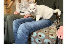 Op donderdag 17 april a.s.  kunnen kattenliefhebbers bij Jippies kattencafé voor het eerst kennismaken met een nieuwe activiteit; ‘Maak vrienden met Catlovers’