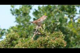 Nachtegalentocht in Overveen