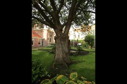 Bomen in de oude binnenstad van Haarlem