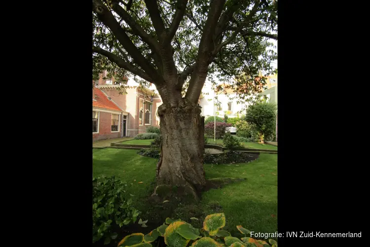 Bomen in de oude binnenstad van Haarlem