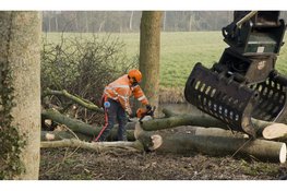 Iepenziekte maakt snelle kap noodzakelijk