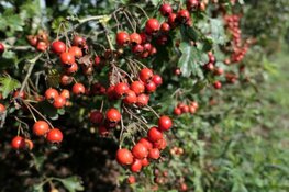Avondwandeling door het nazomerbos Groenendaal