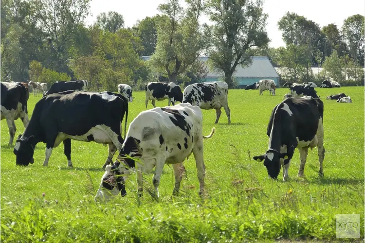 Aantal koeien dat permanent op stal staat toegenomen