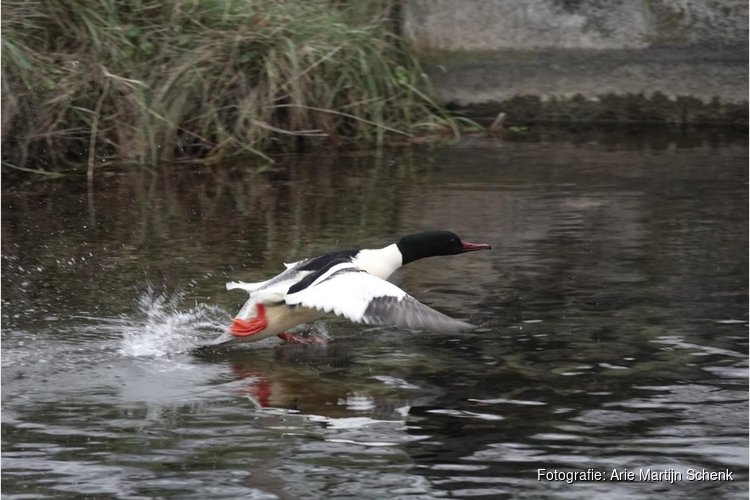 Vogelexcursie in de Amsterdamse Waterleidingduinen