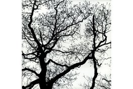 Kijk anders naar de winter: ontdek de schoonheid van kale bomen