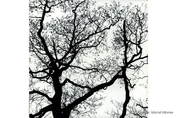 Kijk anders naar de winter: ontdek de schoonheid van kale bomen