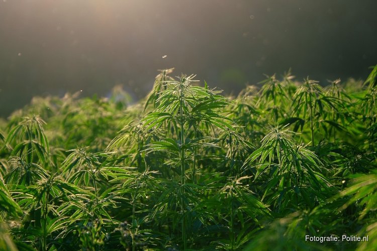 Niet-Europese hennep is gat in de markt voor Nederlandse drugscriminelen