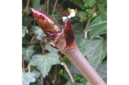 Knoppenwandeling in de Haarlemmerhout