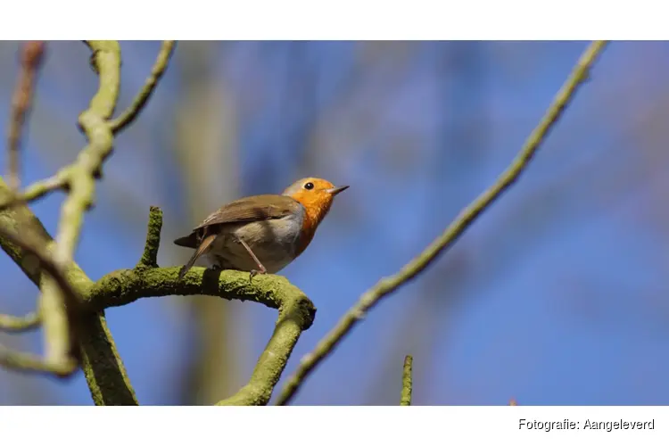 Vogelzang op Leyduin