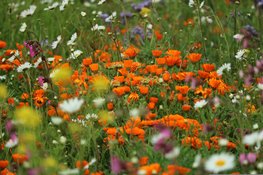 Onderzoek bevestigt: natuurvriendelijk bermbeheer helpt biodiversiteit vooruit